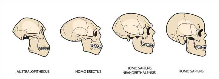 Human evolution skull analysis gizmo