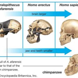 Human evolution skull analysis gizmo