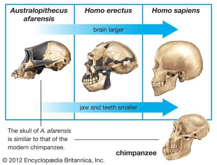 Human evolution skull analysis gizmo