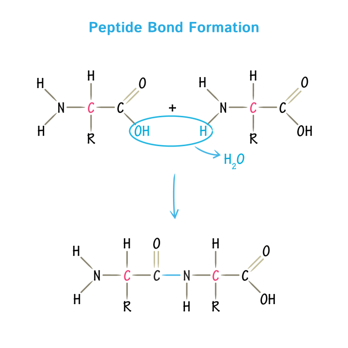 Which statements about peptide bonds are true