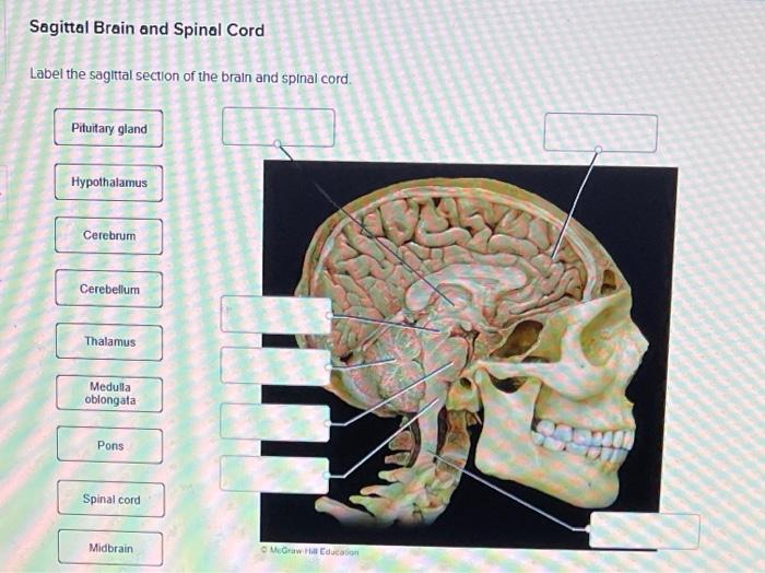 Label the sagittal section of the brain and spinal cord.