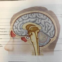 Head model brain anatomy sagittal labeled label nervous models system human sdmesa classroom hypothalamus edu modelpages google medical humor cord