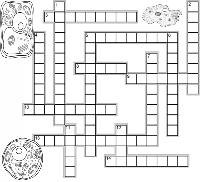 Plant and animal cells crossword puzzle answer key